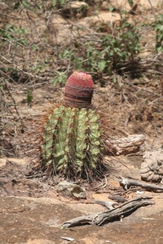 melocactusoreas.jpg