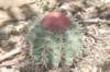 melocactussalvadorensis_small.jpg
