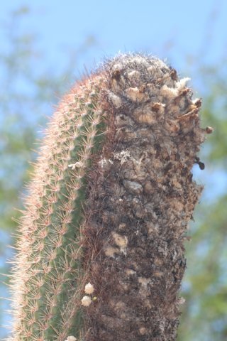 coleocephalocereusgoebelianus2.jpg