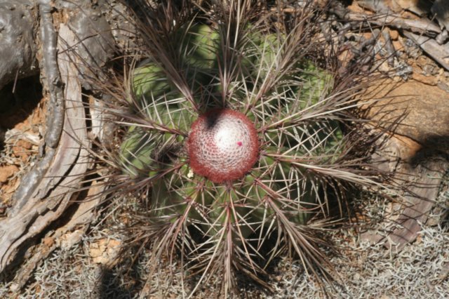 melocactusoreas.jpg
