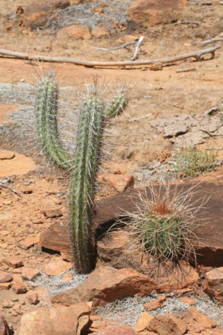 pilosocereusgounelliileftmelocactusoreasright.jpg