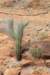 pilosocereusgounelliileftmelocactusoreasright_small.jpg