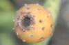 tacingainamoenafruit_small.jpg