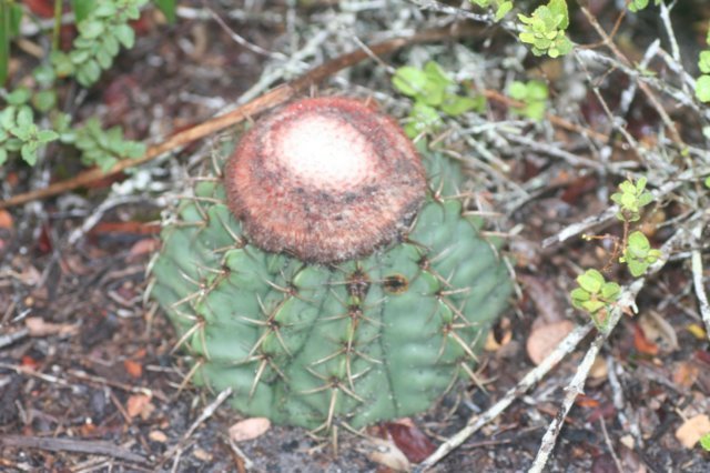 melocactusglaucescens2.jpg