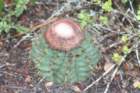 melocactusglaucescens2_small.jpg