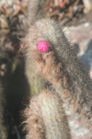 micranthocereuspurpureus.jpg
