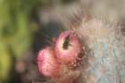 micranthocereuspurpureus4_small.jpg