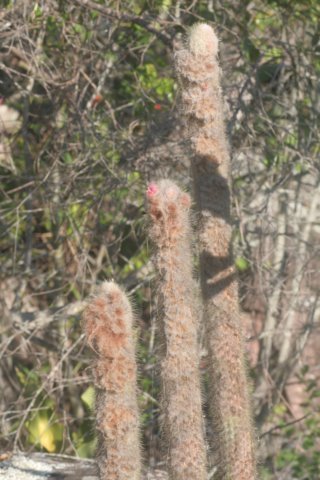micranthocereuspurpureus5.jpg