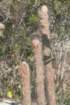 micranthocereuspurpureus5_small.jpg