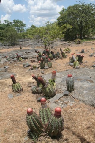 melocactusazureus.jpg