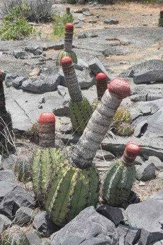 melocactusazureus4.jpg