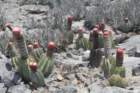 melocactusazureus5_small.jpg