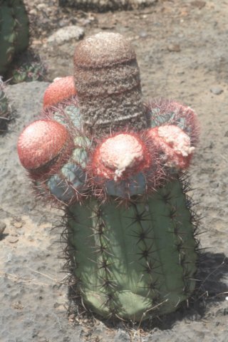 melocactusazureus8.jpg