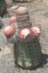 melocactusazureus8_small.jpg