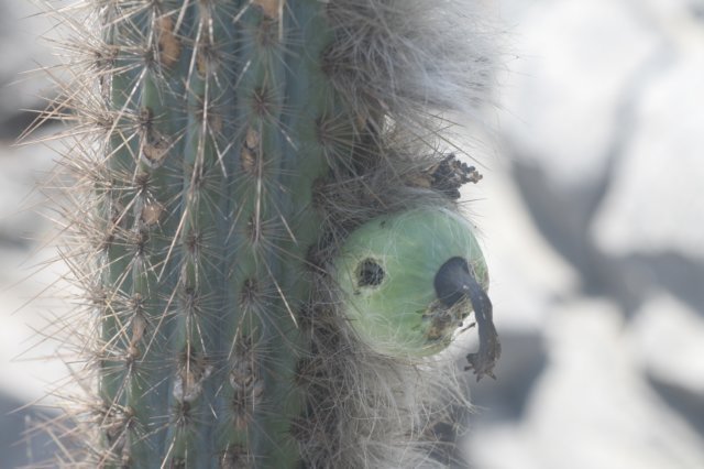 pilosocereusdensiareolatus4.jpg