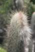 pilosocereusdensiareolatus5_small.jpg