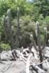 pilosocereusdensiareolatus_small.jpg