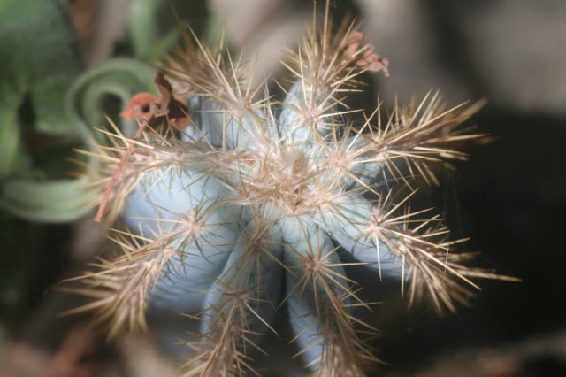 pilosocereuspachycladus.jpg
