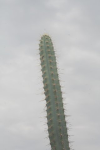 pilosocereuspentaedrophorousvrobustus.jpg