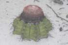 melocactuspaucispinus_small.jpg