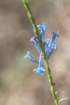 blueflower_small.jpg