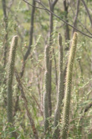leocereusbahiensis.jpg