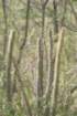leocereusbahiensis_small.jpg