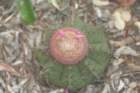 melocactussalvadorensis2_small.jpg