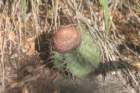 melocactussalvadorensis_small.jpg