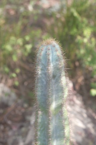 pilosocereuspachycladus.jpg