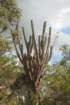 pilosocereuspachycladus2_small.jpg