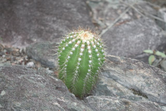 stephanocereusleutzelbergijuvenile.jpg