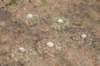 discocactussubviridigriseussynbahiensis2_small.jpg