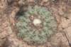 discocactussubviridigriseussynbahiensis3_small.jpg