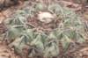 discocactussubviridigriseussynbahiensis4_small.jpg