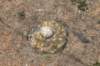 discocactussubviridigriseussynbahiensis_small.jpg