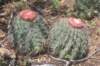 melocactuszehnteri_small.jpg