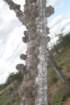 pilosocereusglaucochrouscallousgrowth_small.jpg
