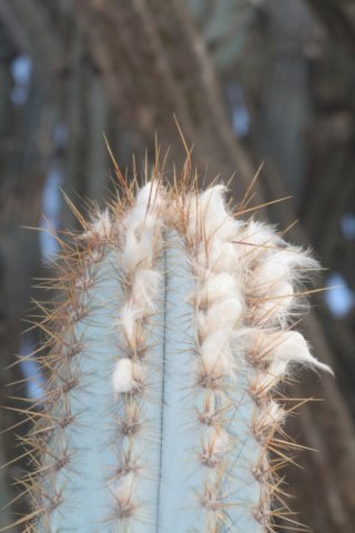 pilosocereuspachycladus.jpg