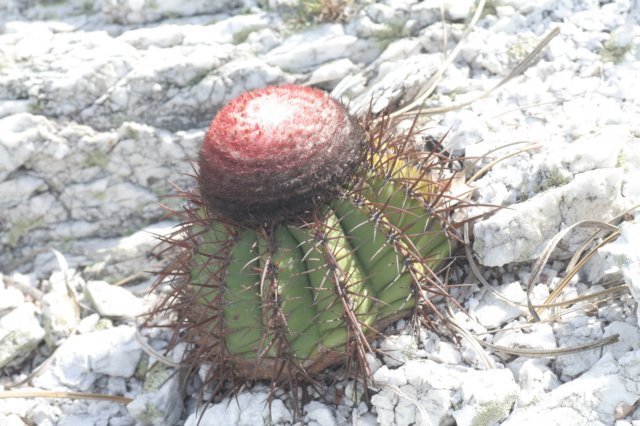 melocactusbahiensis2.jpg