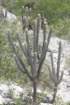 pilosocereuspachycladus2_small.jpg