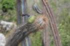 pilosocereuspachycladus_small.jpg