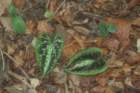 leafy2_small.jpg