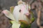 cereusjamacaruflower_small.jpg