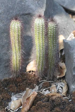 cipocereusmeninensis2.jpg