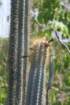 pilosocereuspachycladus3_small.jpg