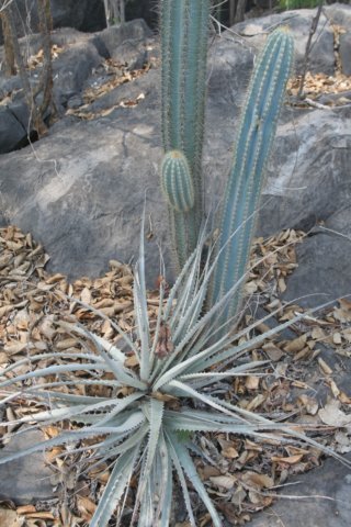 pilosocereuspachycladus4.jpg