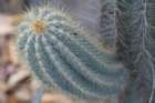 pilosocereuspachycladus_small.jpg