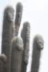 espostoopsisdybowskii3_small.jpg