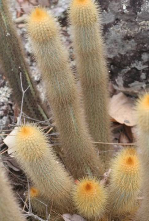 micranthrocereusauriazureus2